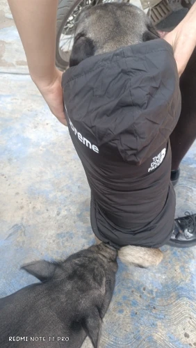 Chamarra Para Perro "THE DOG FACE"