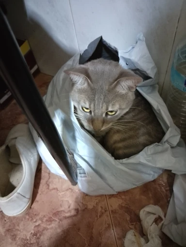 🐱 תיק חתול שקוף – מסע נעים ובטוח לחתול או כלב קטן! תיק נושאת נסיעות עם עיצוב נשימתי לשמירה על נוחות ורווחה. ✨