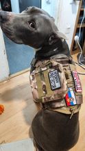 SuperTop Shop | Dog Harness and Leash Set With Nylon Handle