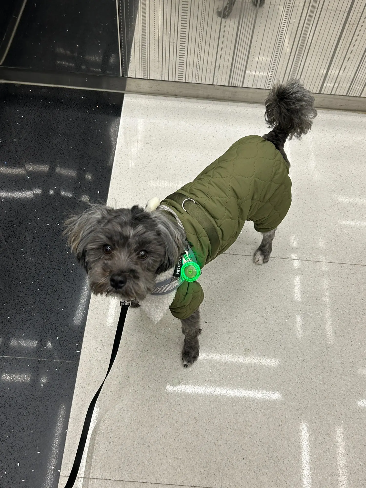 Teddy Warm: Stylish Winter Coat for Your Furry Friend photo review