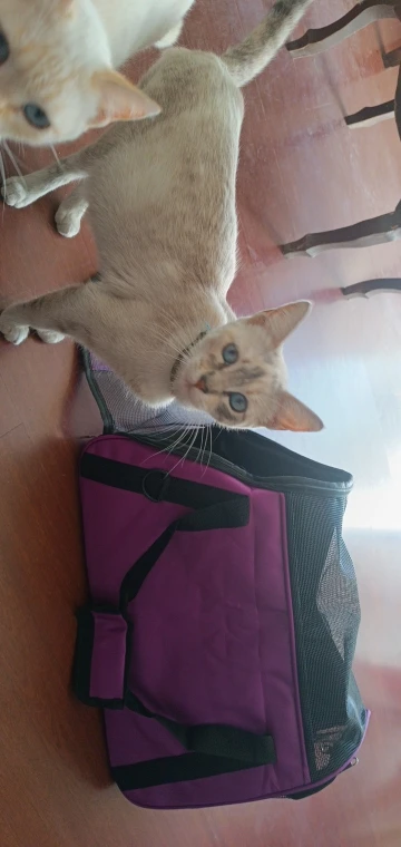 Transportadora Azul Para Gato