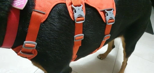 Arnés Duradero Para Perro