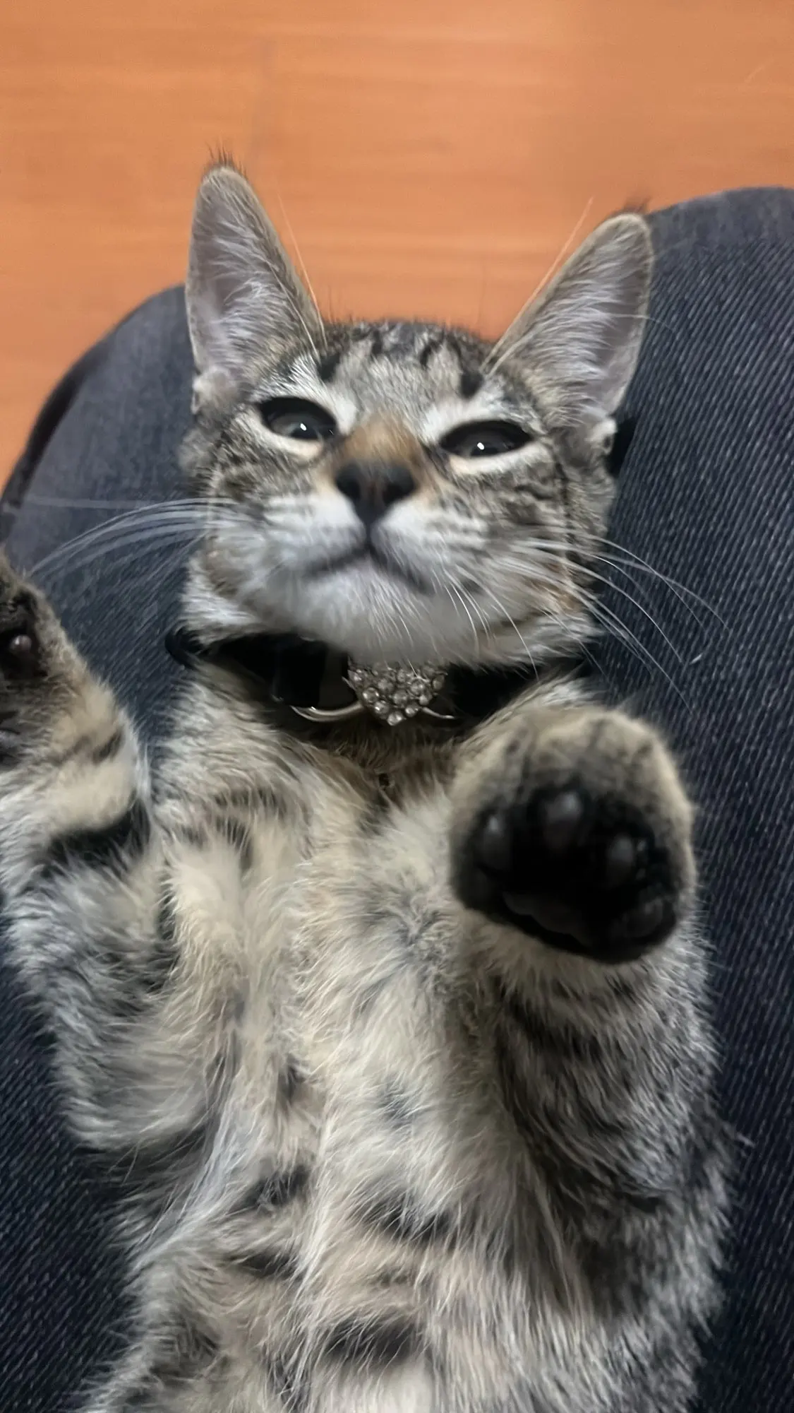 Heart Charm and Bell Cat Collar Safety Elastic Adjustable with Soft Velvet Material photo review