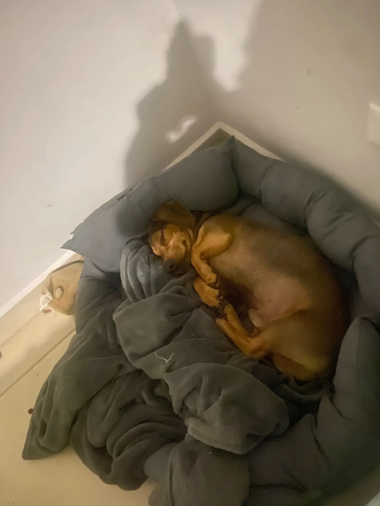 Cama 3-en-1 Para Perro
