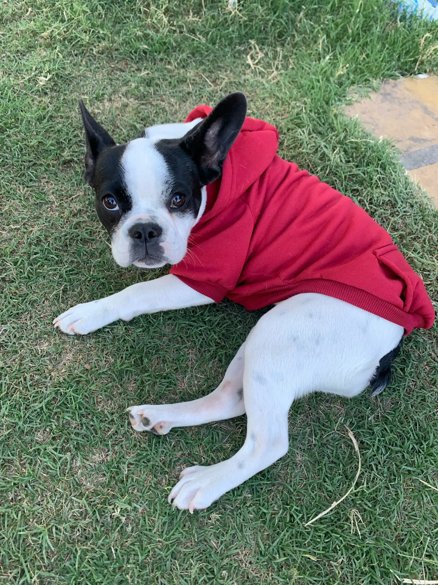 Cosy Canine Couture: Warm Clothing for Dogs, Hoodies for Small to Large Breeds photo review