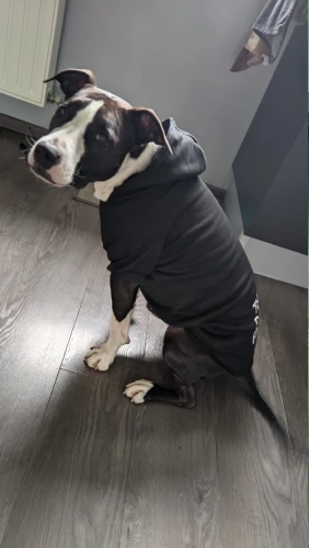 Sudadera Para Perros "THE DOG FACE"