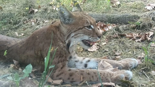 High-Waisted Ice Silk Trousers for Plus Size Elegance photo review