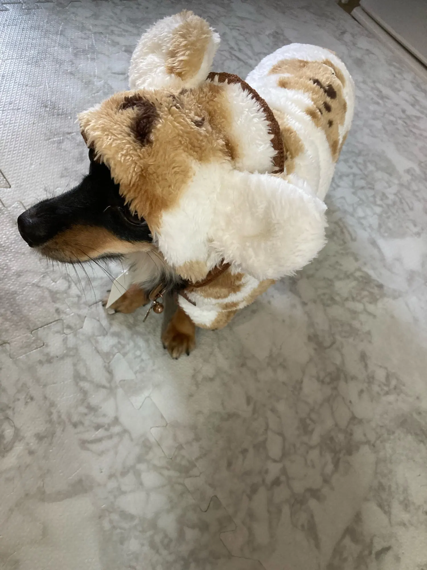 Cute Cloak - Bathrobe For Dog photo review
