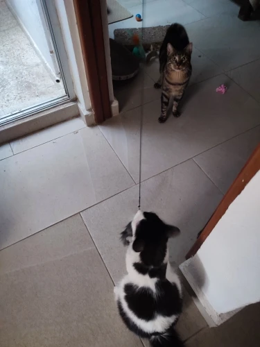 Juguete  Interactivo Colgante Para Gato