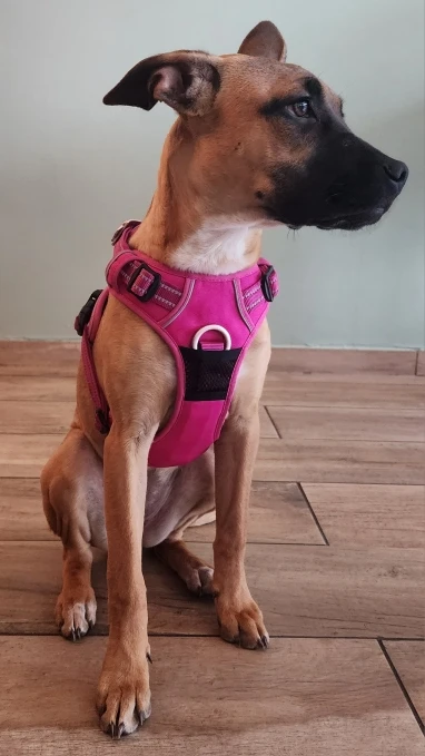 TrueLove Premium-Hundegeschirr