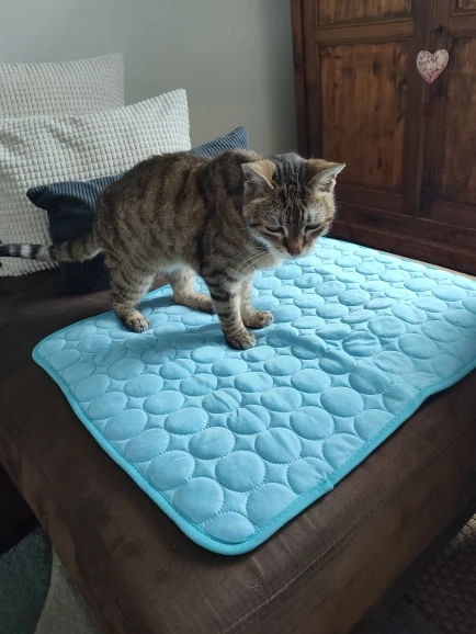 2025 New Dog Cooling Mat Summer Washable Portable Pet Coolings Pad photo review