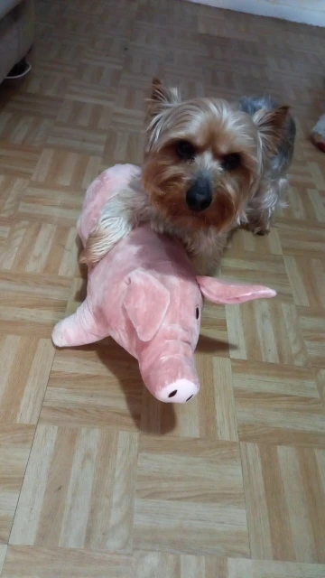 DogMEGA Pig Stuffed Toys for Dogs | Dog Toys Antistress photo review