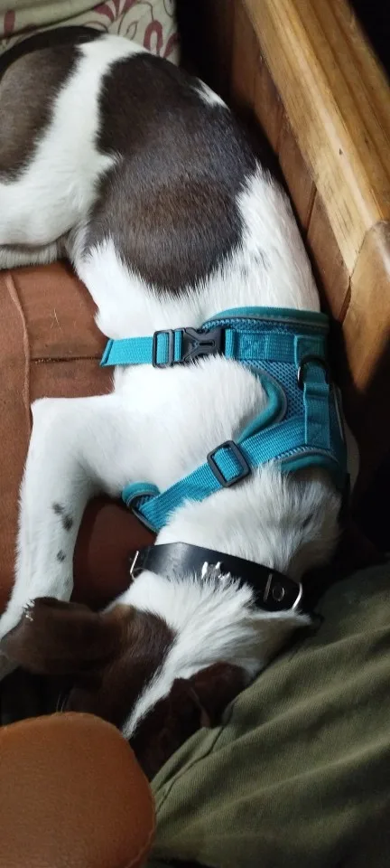 Halsband - Verstellbar, Reflektierend & Komfortabel für kleine Hunde und Katzen photo review