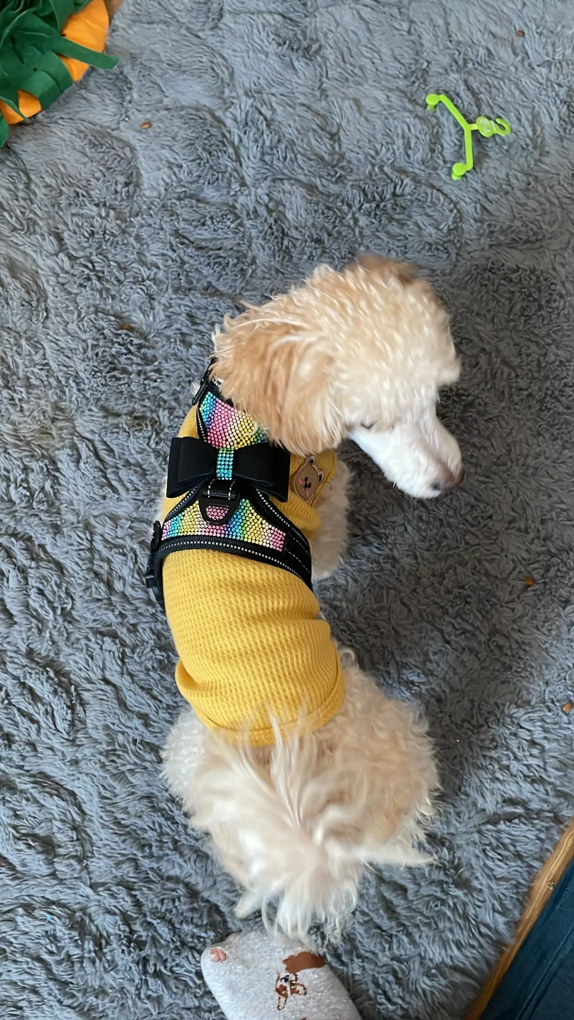 "Sparkle & Safety: Reflective Rhinestone Dog Harness with Bowknot photo review