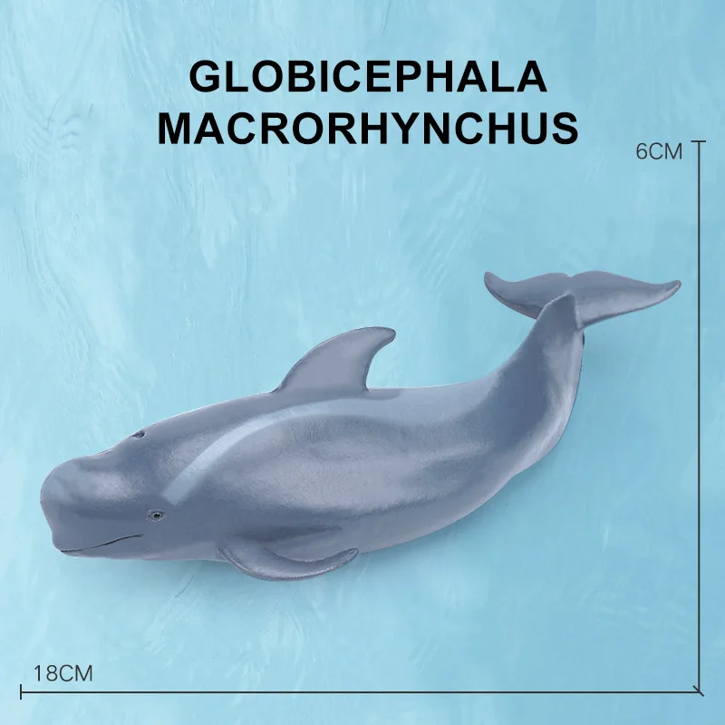 Pilot whale