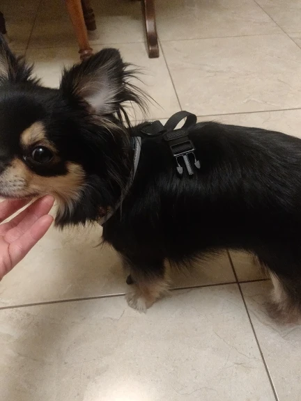 Frenchie Chic Nylon Harness: Stylish Comfort for Small Dogs & Cats photo review