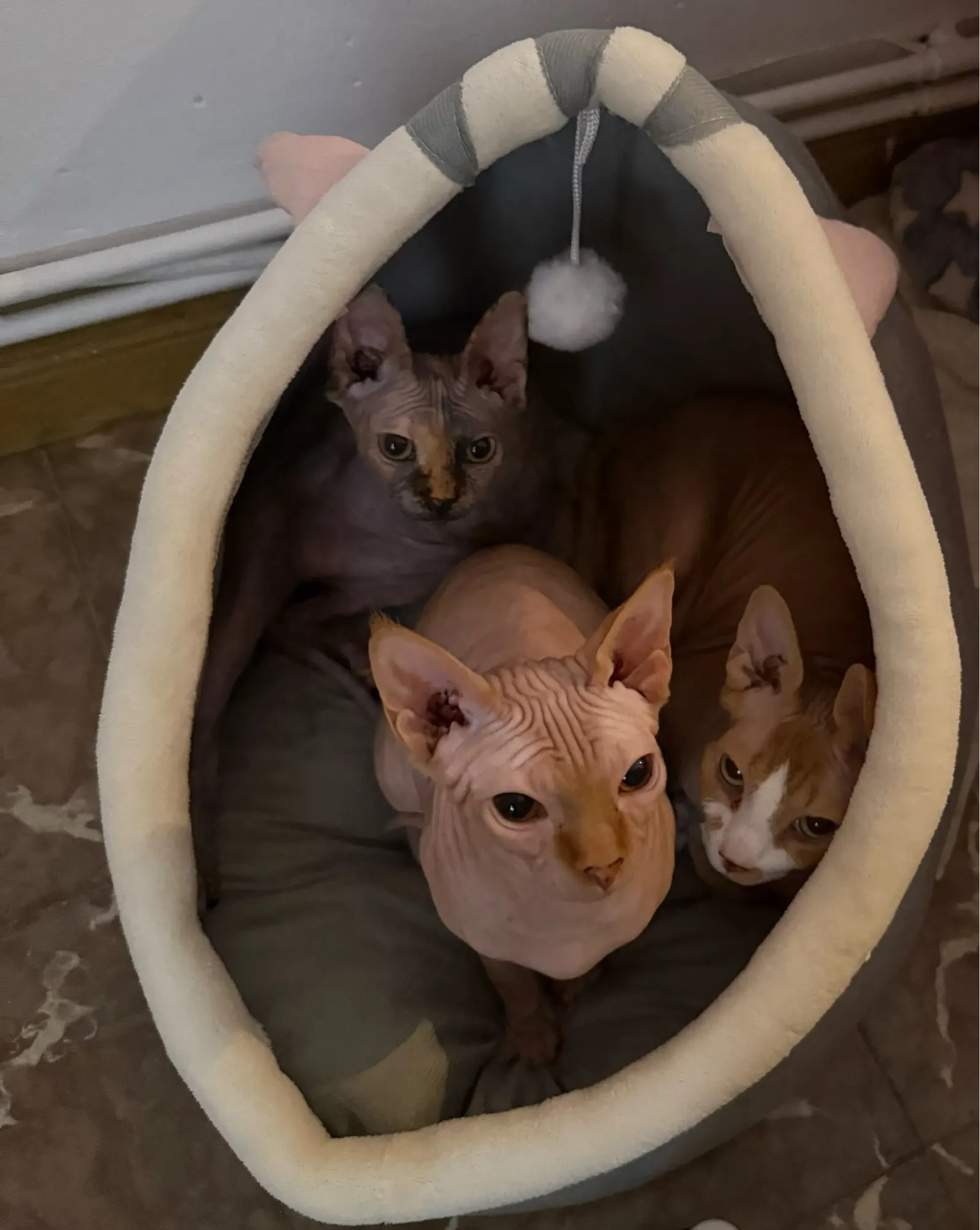 Cama para gatos de sueño profundo, cama para mascotas de dibujos animados, plegable, extraíble, lavable, cama para mascotas, alfombrilla para perros pequeños, bolsa, cueva, cama para gatos photo review