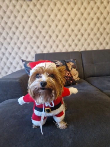 Funny Christmas Santa Claus Costume for Small Cats and Dogs - Get Your Pet in the Holiday Spirit with Festive Winter Outfits photo review