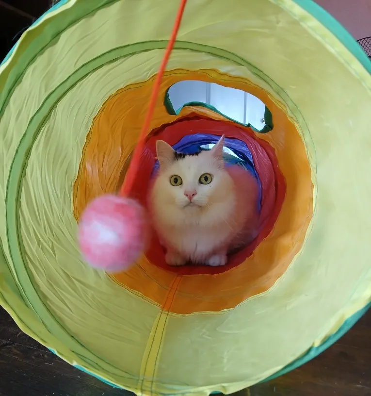 foldable Cat Tunnel Toy photo review