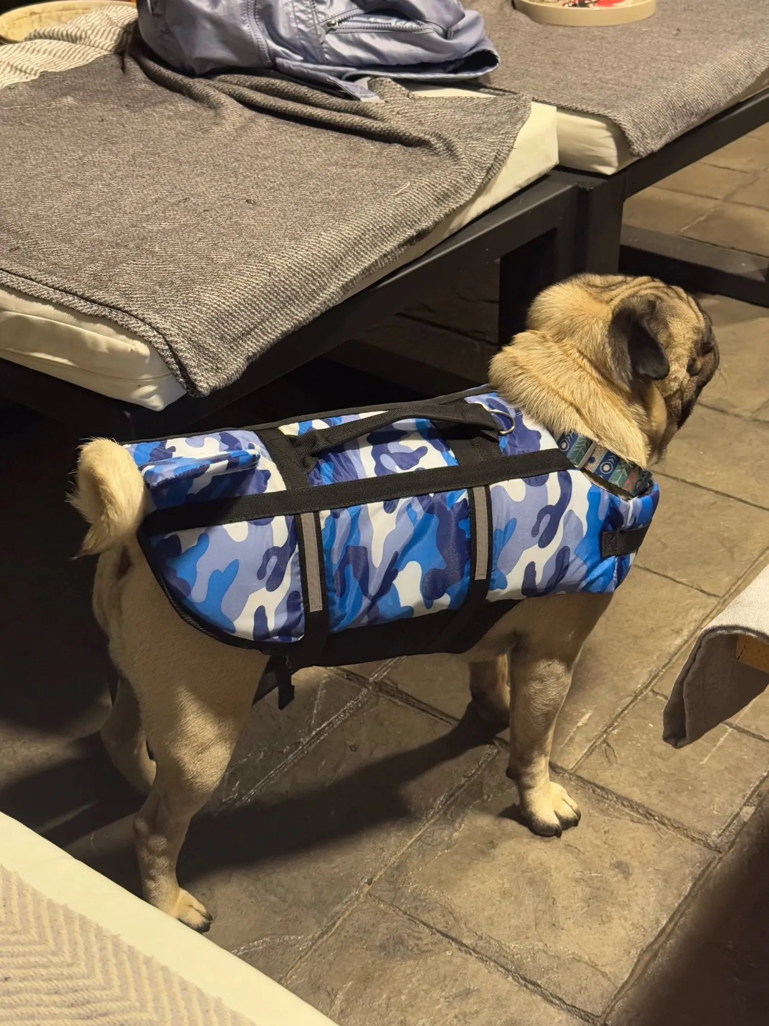 Chaleco Salvavidas Tiburón Con Estillo Para Perro