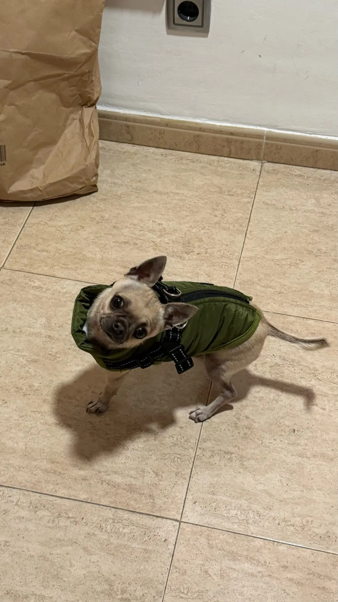 Chaqueta cálida de invierno para perros con arnés, abrigo impermeable para perros, chaleco para Chihuahua pequeño y mediano, Bulldog Francés, ropa para perros al aire libre photo review