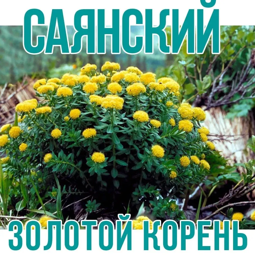 Рисунок 4 - Золотой корень. Родиола розовая (измельчённая) 100г