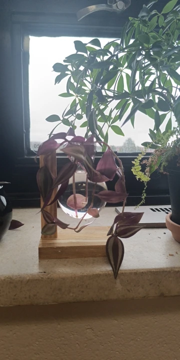 Hydroponic Plant Terrarium Vase photo review