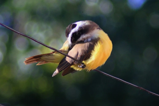 Lightdow 420-800mm F8.3-F16 Manual Zoom Telephoto Lens photo review