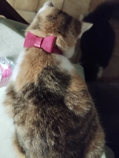 Bowtiful Collars: Stylish Accessories for Your Petite Pals photo review