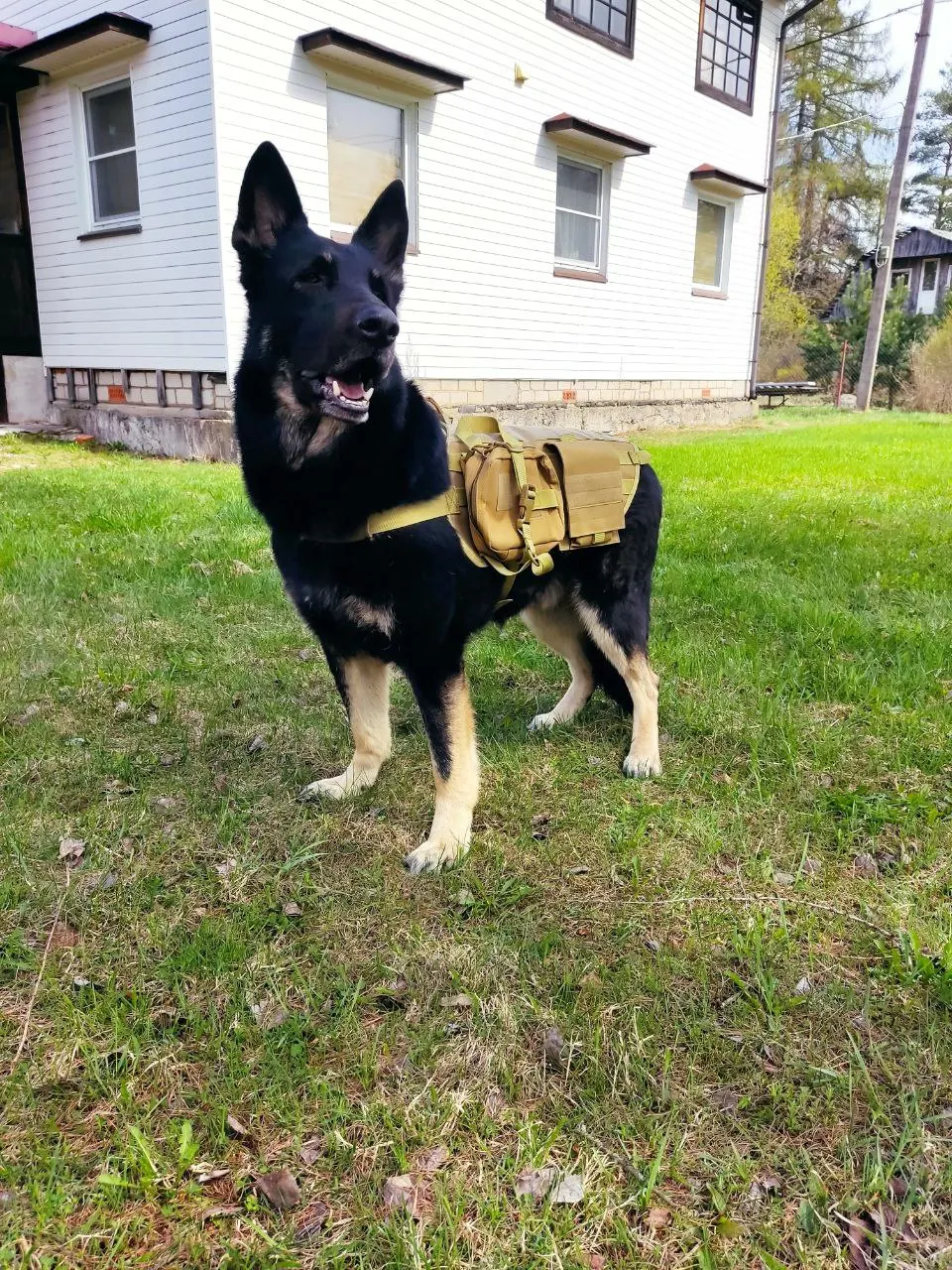 K9 Tactical Harness