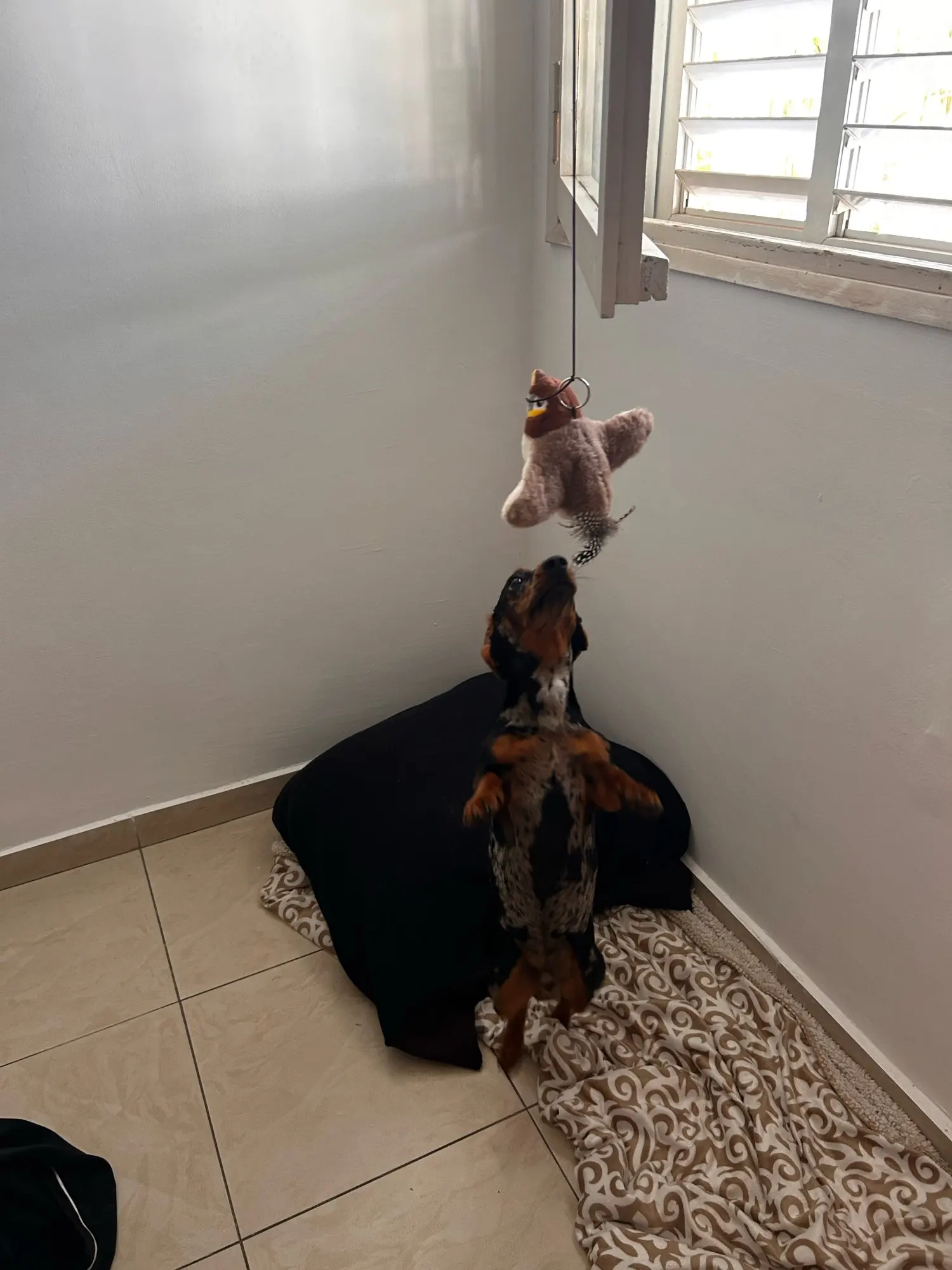 Catnip Squeaky Bird Plush (No Flying) photo review