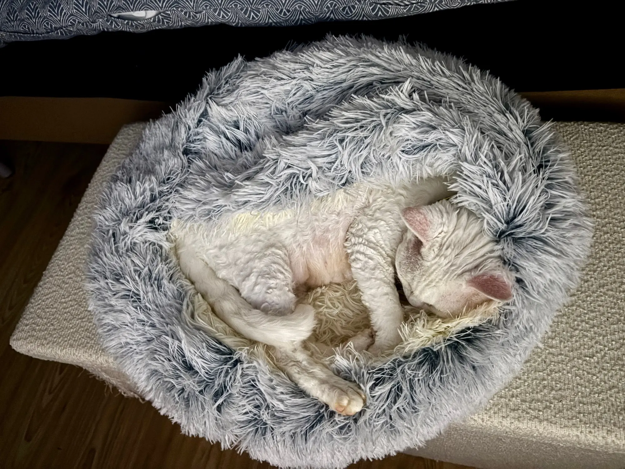 Autumn and Winter soft plush pet bed and pet bed Winter warm and cold plush comforter nest Shell cat nest semi-enclosed cat nest photo review