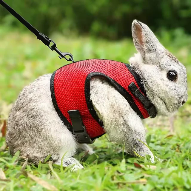 Breathable and stylish pet vest-style harness with adjustable soft strap and elastic leash set, suitable for rabbits and cats 3