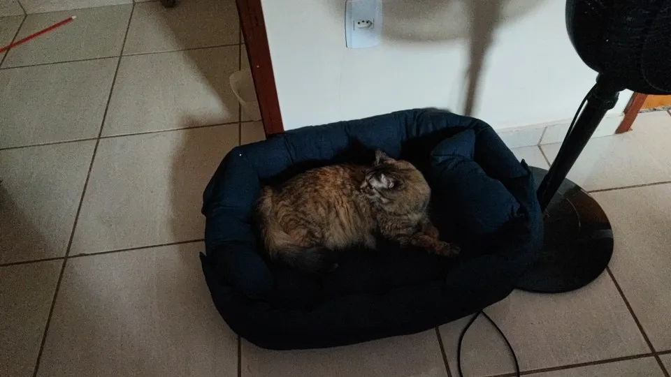 3-in-1 Cozy Haven: Multifunction Dog Bed Mat for Winter Warmth photo review