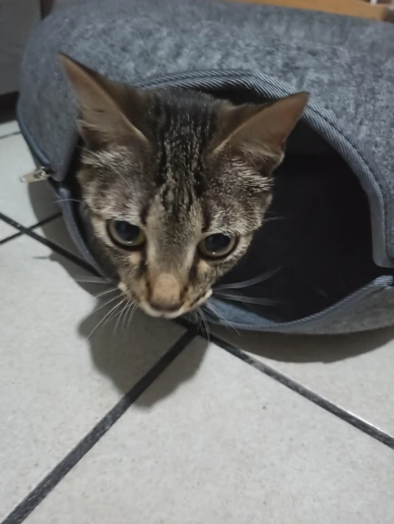 Felt Tunnel Cat Nest photo review