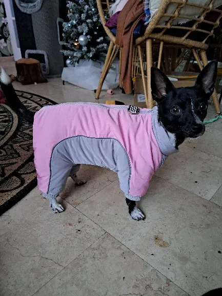 Waterproof Winter Jacket with D-Ring and Thick Fleece Lining - Keep Your Small Pup Warm and Stylish All Season Long photo review