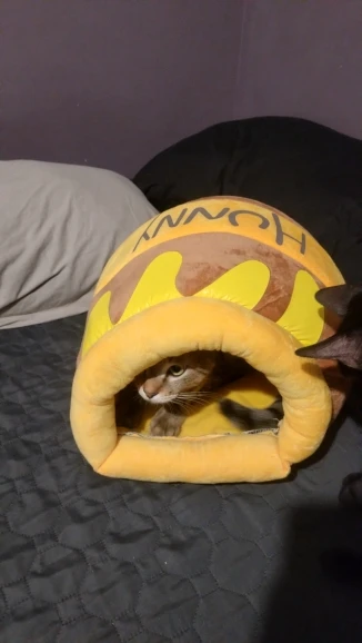 Honey Haven: Cat Bed House with Removable Plush Mat in Honey Jar Shape photo review