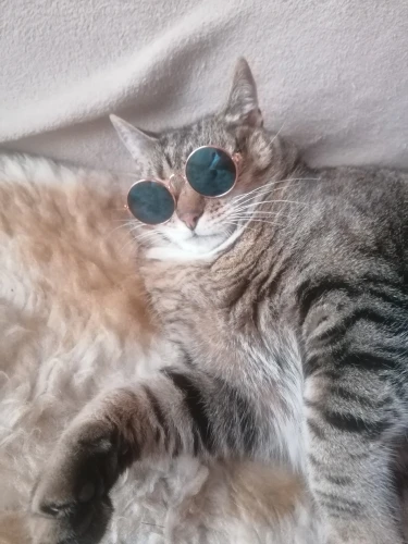 Pet Products Lovely Vintage Round Cat Sunglasses Reflection Eye wear glasses For Small Dog Cat Pet Photos Props Accessories