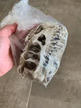 Top Grade Monolophosaurus Fossil Resin Dinosaur Skull Model Halloween Gifts Home Decoration-in