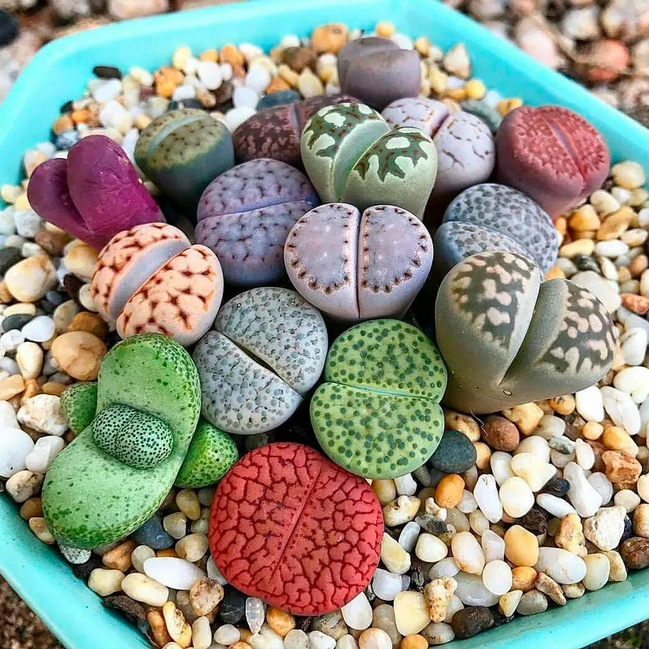 10 Buah Biji Sukulen Lithops Mix - AliExpress