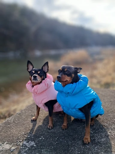 Snug Pup, Soft Winter Jacket for Stylish Small to Medium Breeds photo review