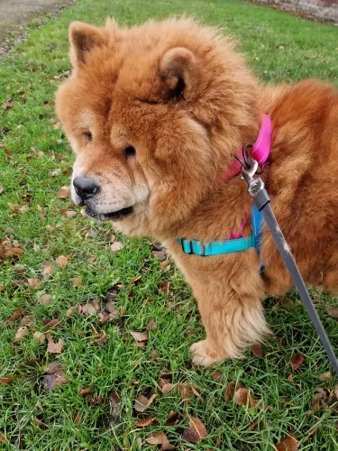 Reflective Control: No-Pull Nylon Dog Harness for Medium to Large Breeds photo review