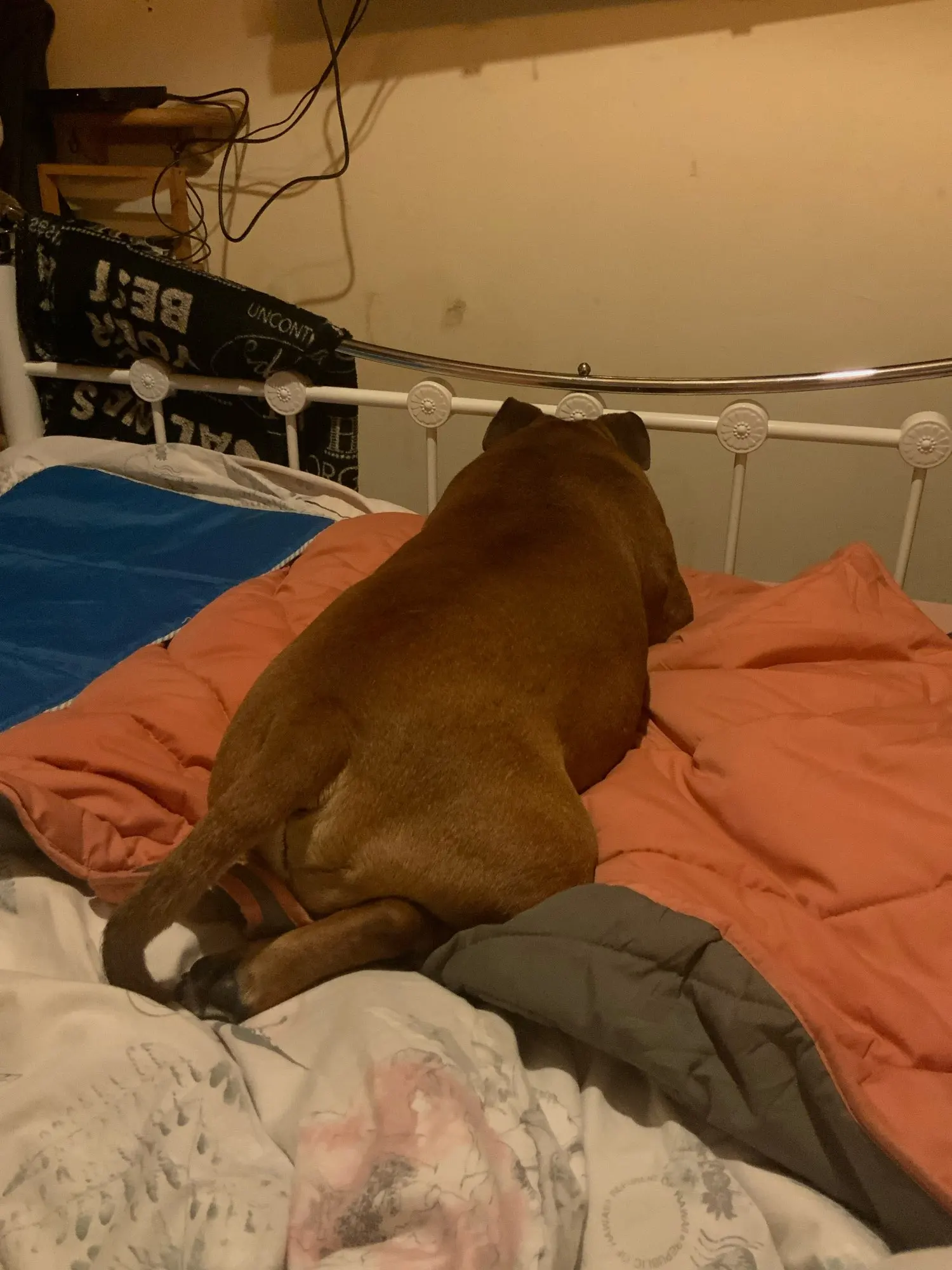 Dog Cooling Leaf Mat photo review