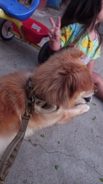 Rugged Tactical Gear: Military-Grade Collar & Bungee Leash for Large Dogs photo review