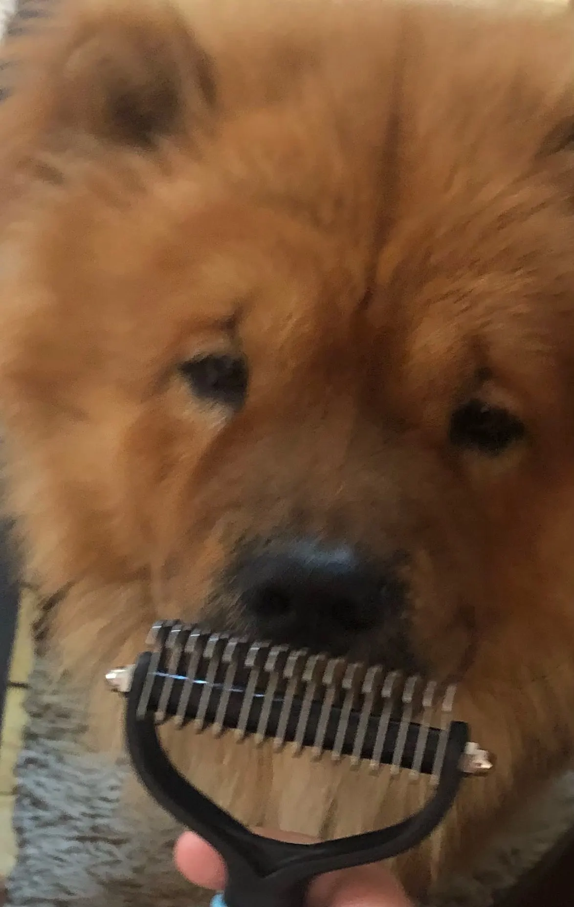 Professional Pet Deshedding Brush photo review