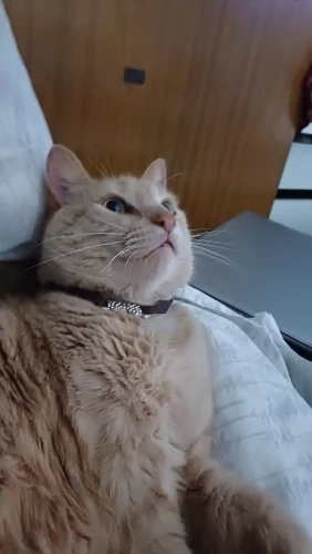 Moissanite Ear Stud Earrings photo review