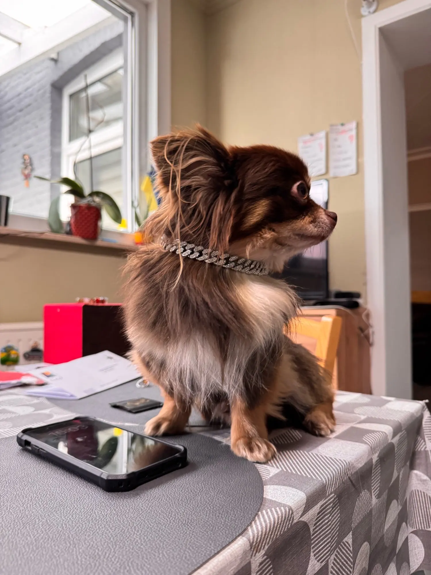 Pawsomenook™ - Crystal Collar Jewelry For Dogs And Cats.