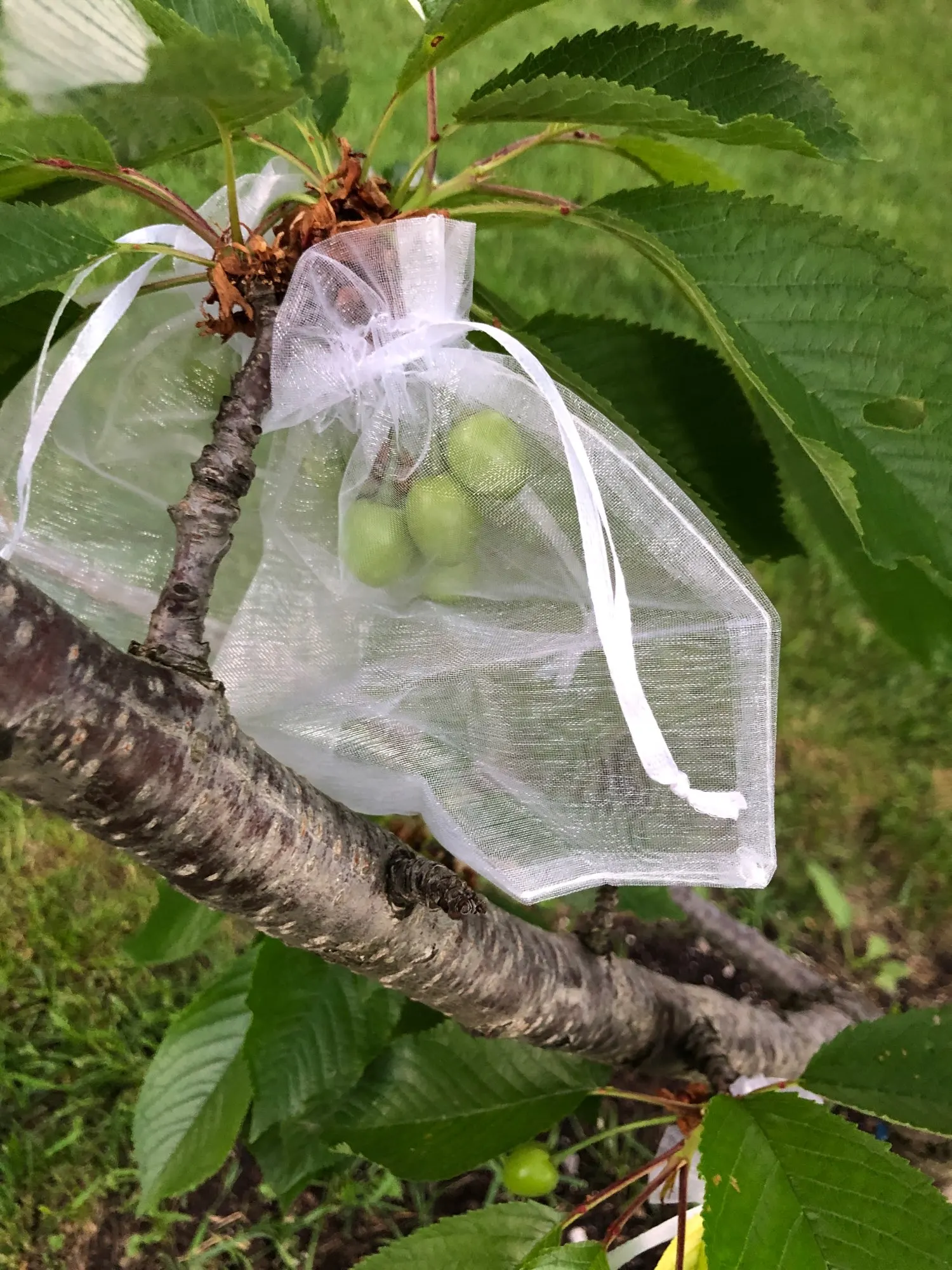 Mesh Fruit Protection Bags Botanic Havens