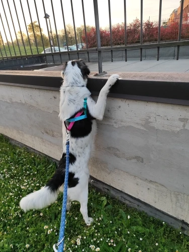 Reflective Control: No-Pull Nylon Dog Harness for Medium to Large Breeds photo review