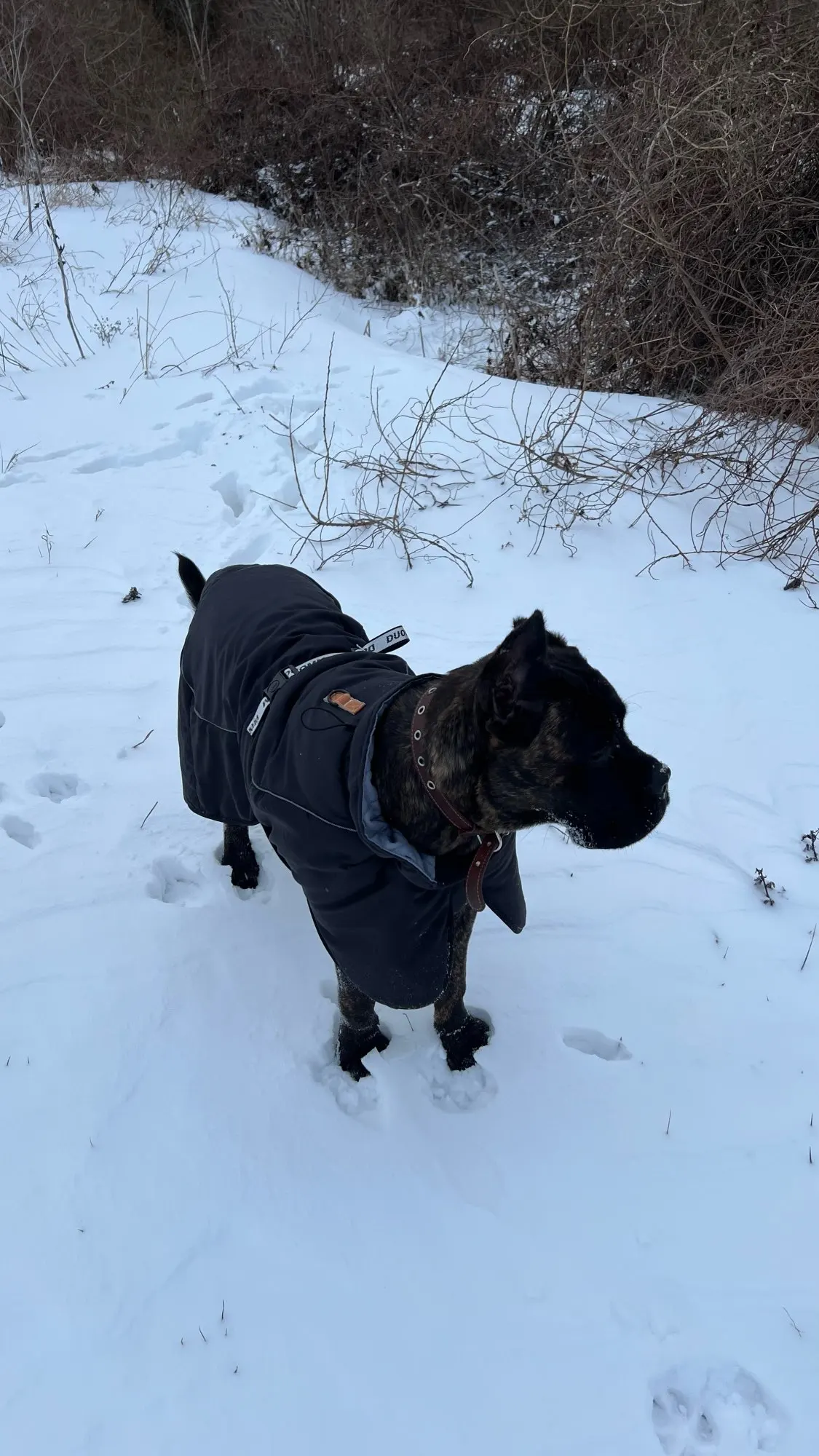 Windproof Reflective Winter Jacket for Medium to Large Dogs - Keep Your French Bulldog, Dachshund, or Labrador Cozy and Safe photo review